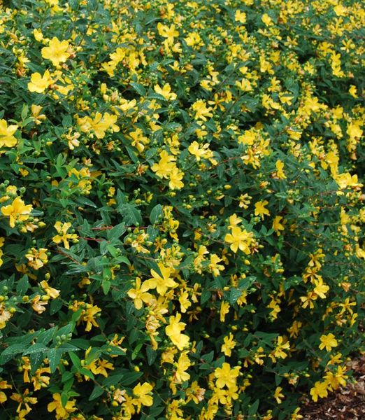Hypericum inodorum 'Hidcote'